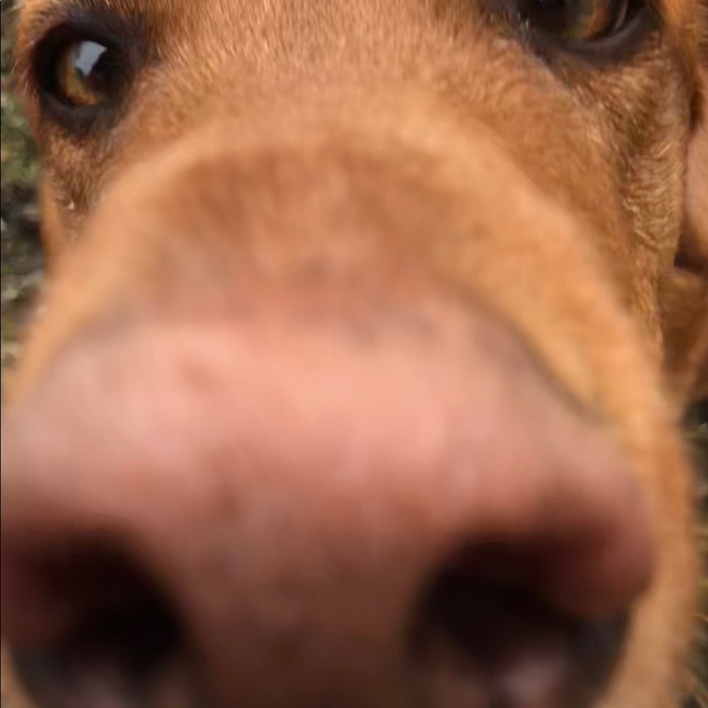 Meet your Posher, Nichola